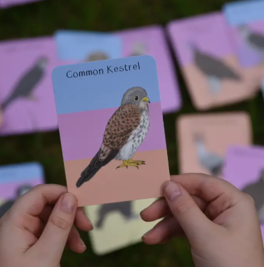 Amazing Birds of Prey Fact Cards